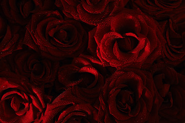 Naklejka premium dark red with droplets Red natural roses background