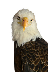 Obraz premium HEad of Bald Eagle