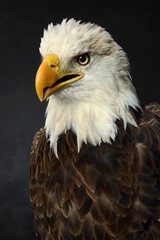 Portrait of Bald Eagle