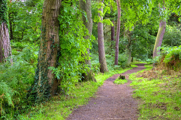 English woodland footpath through trees