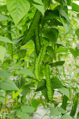 Winged Bean Plant
