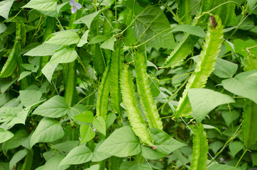 Winged Bean Plant