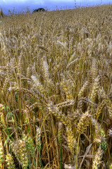 Golden crop in field ready for harvest