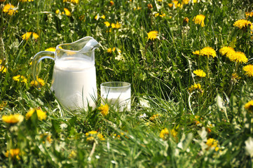 Jug of milk on the meadow
