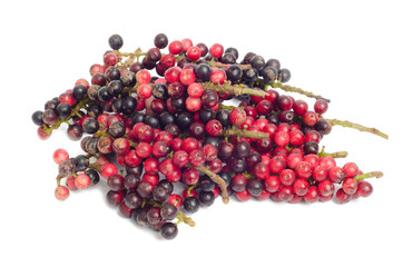 Antidesma thwaitesianum Muell isolated on white background