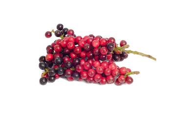 Antidesma thwaitesianum Muell isolated on white background