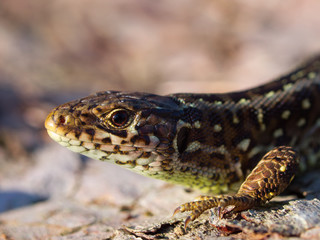 Sand lizard portrait side head up