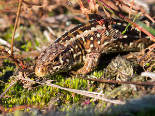 Sand lizard portrait side up