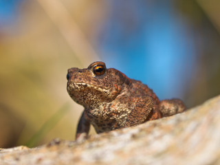 Common toad Bufo Bufo on log with beatiful background