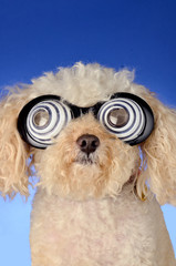 Dog Using Hypnotism © Photoman