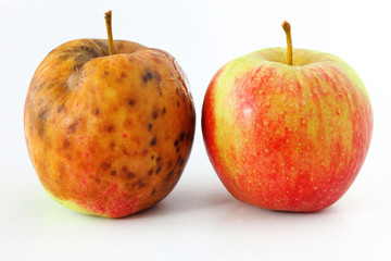apple spoiled on white background Healthy and rotten apples