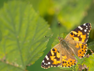 Painted lady (Vanessa cardui) sitting on leaves with copy space