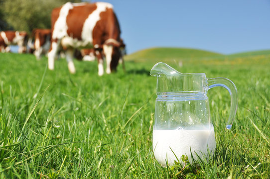 Jug of milk against herd of cows. Emmental region, Switzerland