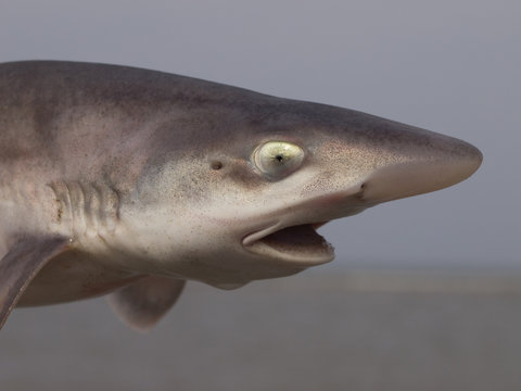 common smooth-hound (mustelus mustelus)