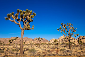 Fototapeta na wymiar Drzewa Joshua pustyni Mojave