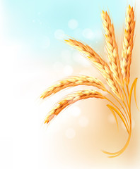 Ears of wheat in front of blue sky. Vector illustration.