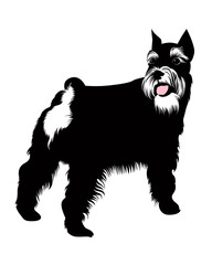 Zwergschnauzer dog vector isolated on white background