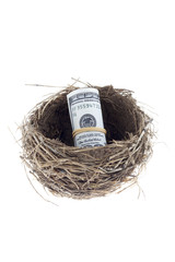 birds nest with a dollar