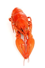 Tasty boiled crayfish isolated on white