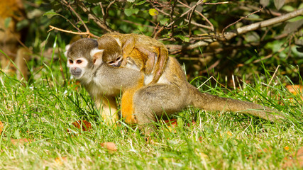 Young ape on the back of it's mother
