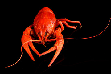Tasty boiled crayfish isolated on black