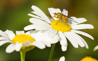 Small fly on an ox eye daisy