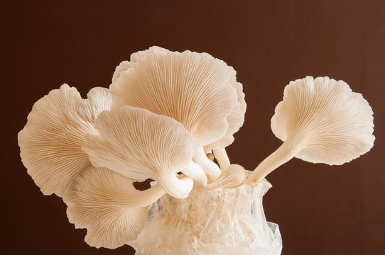 Organic Mushroom