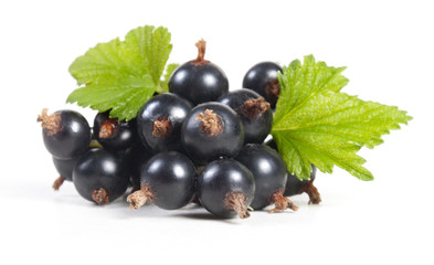 Blackcurrant with leaves
