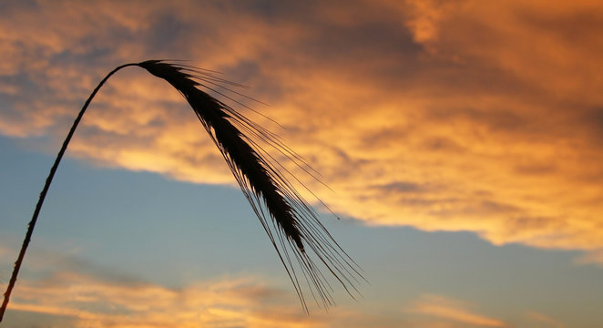 &Auml;hre am Abendhimmel