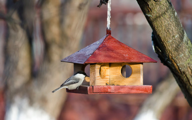 Small bird is feeding at a manger © serg269