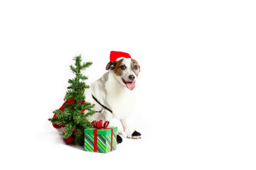 christmas jack russell terrier