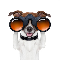 binoculars  searching looking observing  dog