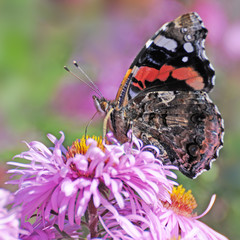 Admiral auf Asterblüte
