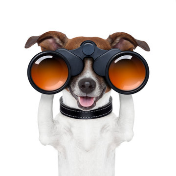 recommend clip art: binoculars  searching looking observing  dog