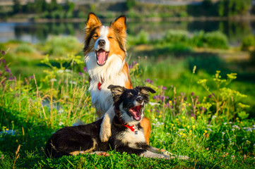 Two dogs border collie in the morning