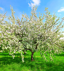 floral apple trees over blue sky in spring park
