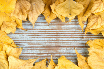 A frame made of autumn yellow leaves