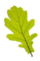 oak leaf