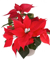 Christmas flower poinsettia