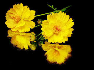 yellow cosmos flower