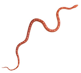 Amel Motley Corn snake