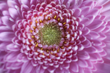 Purple flower close up