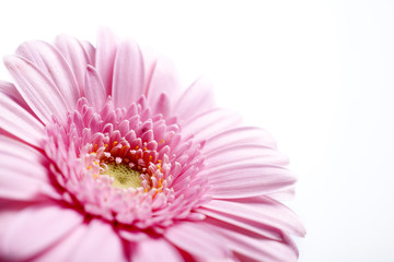 Purple flower close up