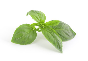 Basil leaves