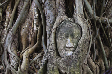 Buddha's head inside a tree