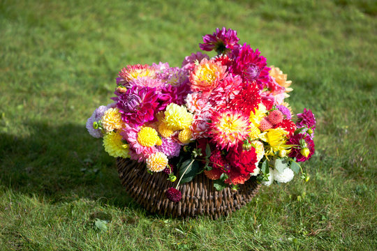 Bouquet of Dahlia flowers