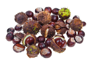 Horse chestnut