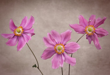 Three Anemone Flowers