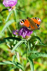 Peacock butterfly