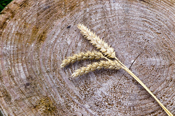 wheat ears on wooden background